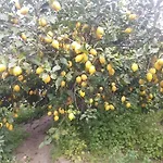 Lemontree House 바콜리