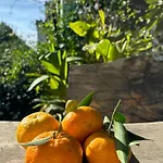 B&B Lemontree House