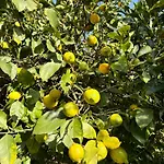 B&B Lemontree House