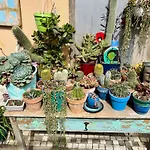 Lemontree House