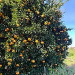 Lemontree House 3*