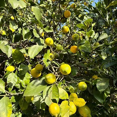 Frühstückspension Lemontree House