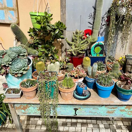 Lemontree House