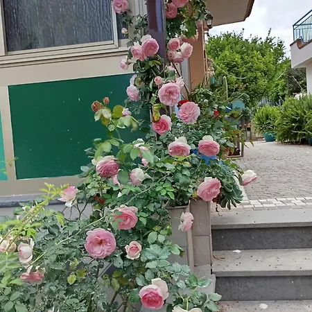 Lemontree House *