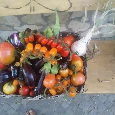 Bed & Breakfast Lemontree House Bacoli