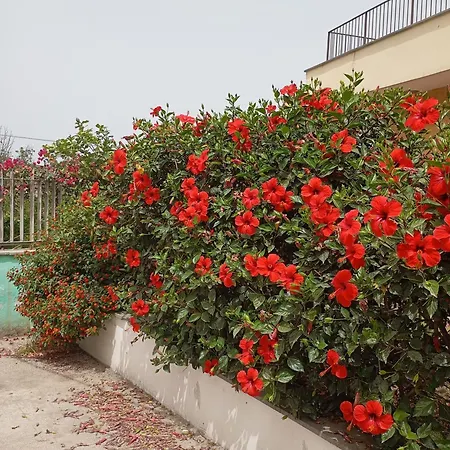 Lemontree House