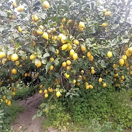 Lemontree House Bacoli