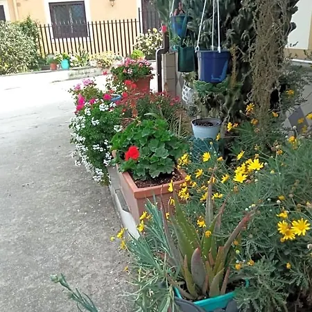 Lemontree House